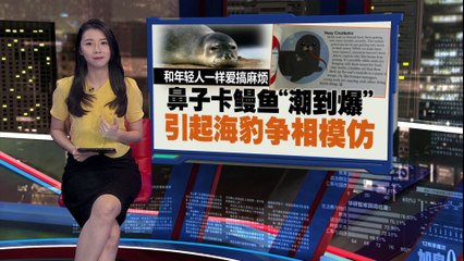 夏威夷僧海豹鼻叼鳗鱼，竟有意为之？🤔