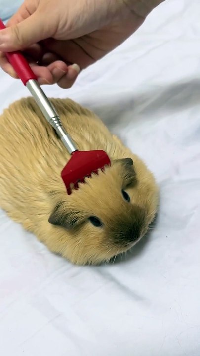 Hamster #funny animals