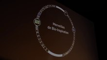 Merveilles de Bio-Inspiration (1/2).