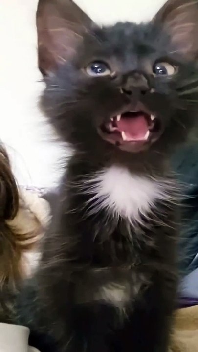 MOMEN FUNNY ANIMALS