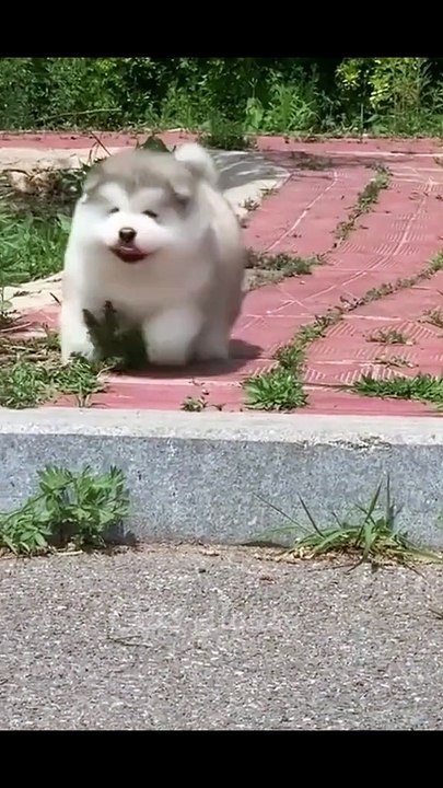 MOMEN FUNNY ANIMALS
