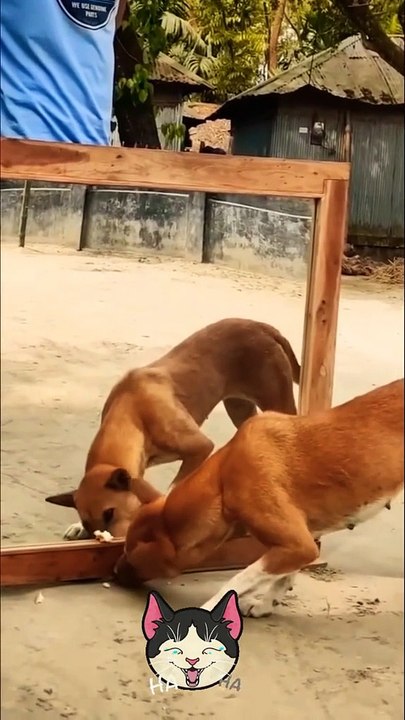 MOMEN FUNNY ANIMALS