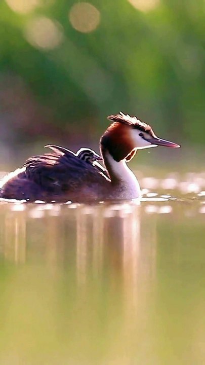 Relax your Mind | Beautiful Nature | Beautiful Birds Video