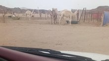 البادية