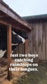 Two Cows Lick Rain Drops Falling Off Their Shed