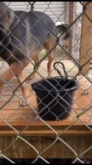 German Shepherd Drinks Water Aggressively from Bucket
