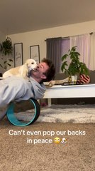 Dachshund Smothers Man with Kisses During Stretch