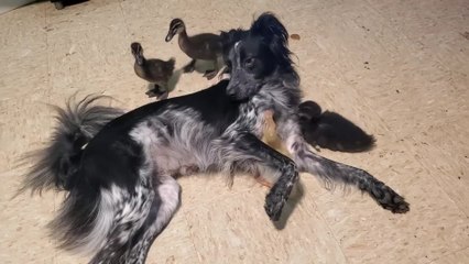 Ducklings Try to Snuggle With Dog