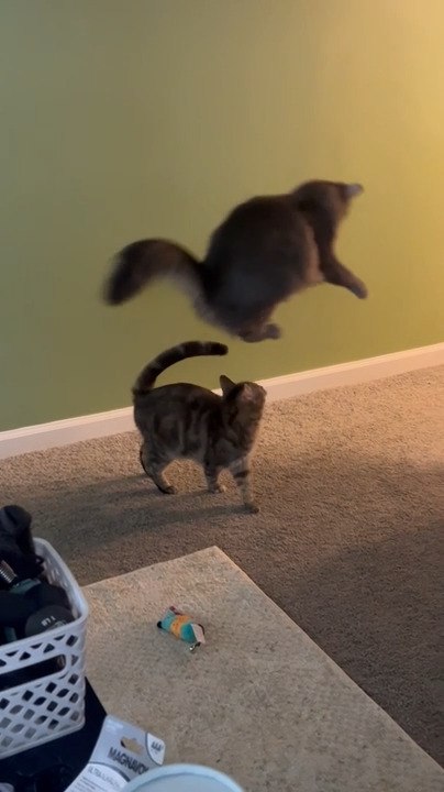 Cat Makes Hilarious Jump
