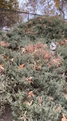 Husky and Another Dog Playfully Hide Among Bushes