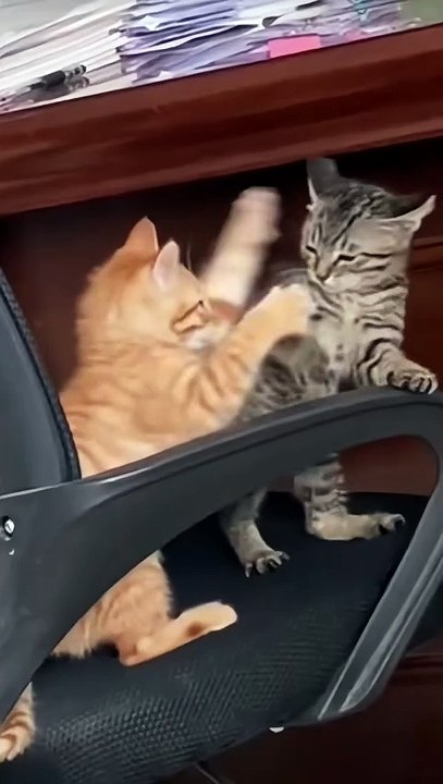 Funny moments cat 🐈