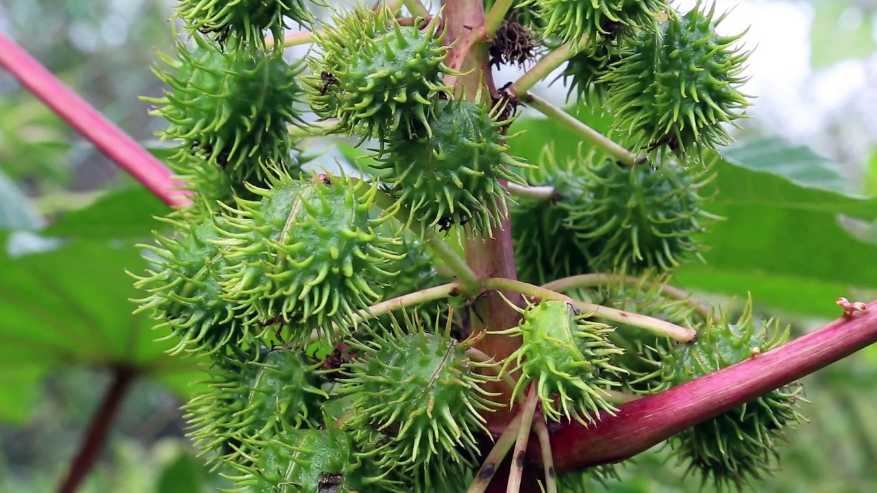 Natural Remedies to Treat Endometriosis Proven Methods That Work!