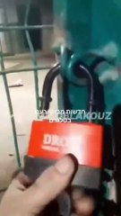 Zootecnista é morto por leões enquanto gravava vídeo para impressionar namorada