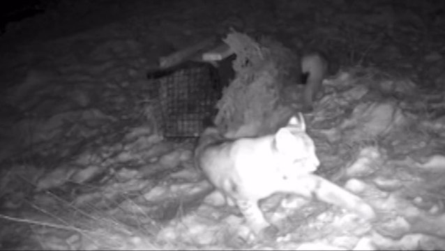Watch: Second pair of lynxes filmed roaming Scottish Highlands after two captured