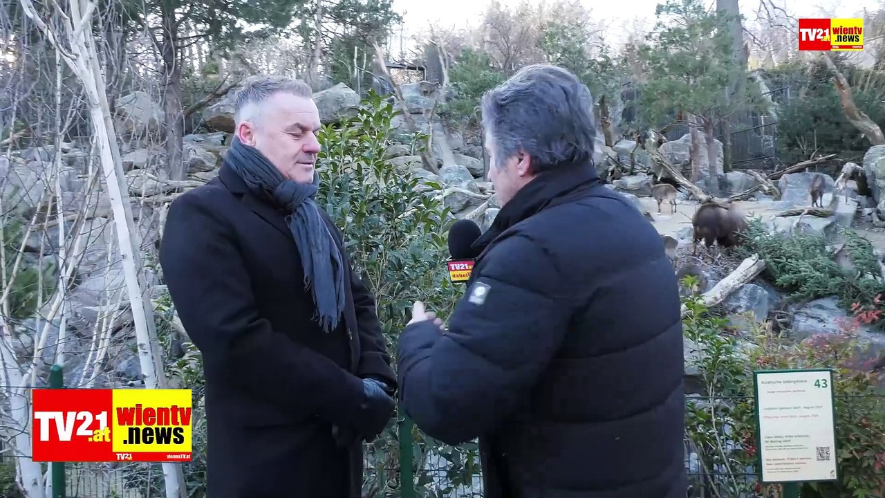 Weihnachtsbaum des Weihnachtsmarkts Schloss Schönbrunn wird zum nadeligen Frühstück