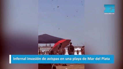 Infernal invasión de avispas en una playa de Mar del Plata
