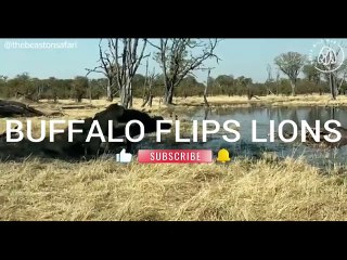 BUFFALO FLIPS LIONS-1