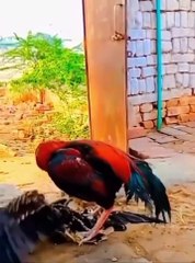 Eagle,  hawok eagle fight,  eagle life hawok rise