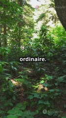 L'arbre fontaine magique de Dinoša