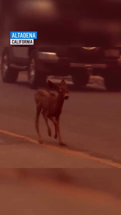 Innocent baby dear during wildfire 2025