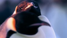 Emperor Penguins_ A Battle for Survival in the Arctic