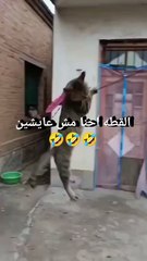 القط إحنا مش عايشين 🤣🤣