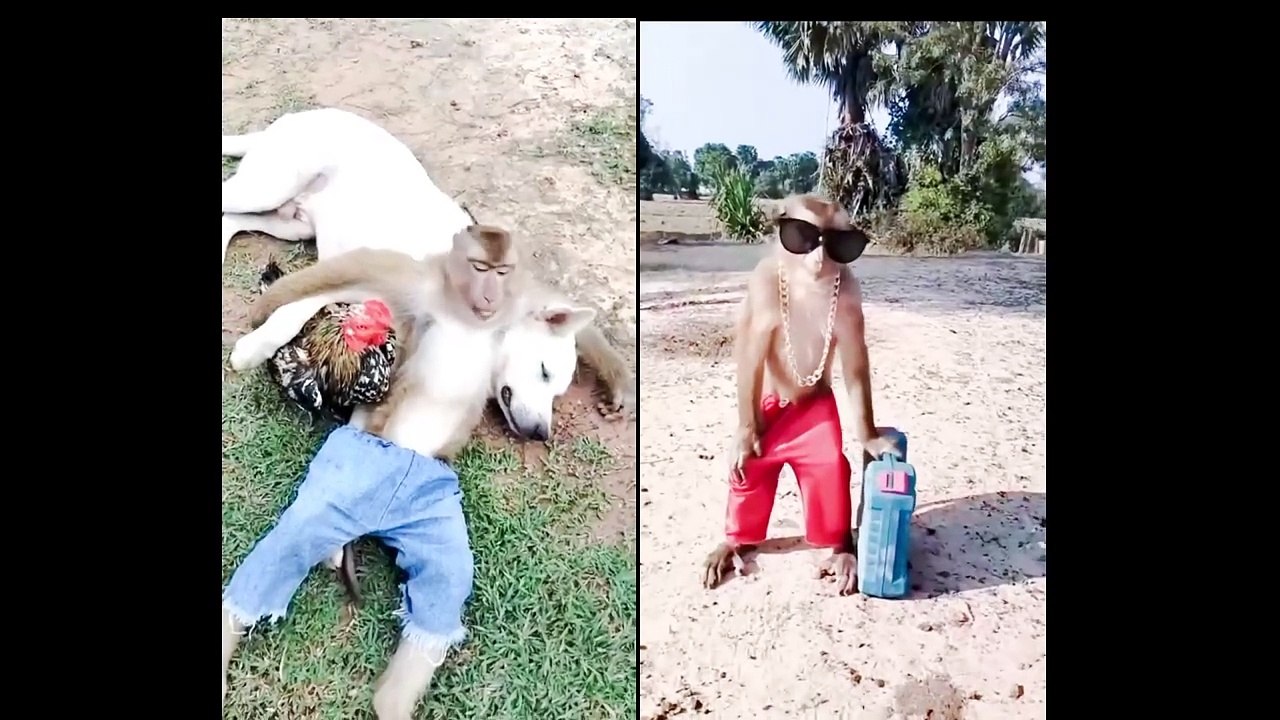"Monkey, Dog, and Chicken in a Hilarious Advent...