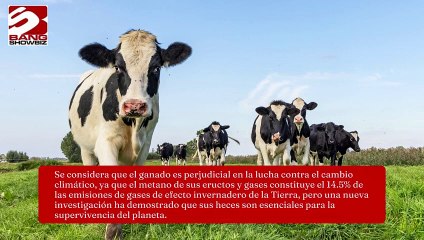El estiércol de vaca podría salvar la Tierra al mejorar la calidad del suelo