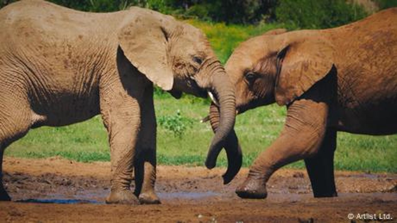 KI-Analyse zeigt: Elefanten haben Namen füreinander