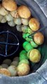 Street Food in Kazakhstan (video)