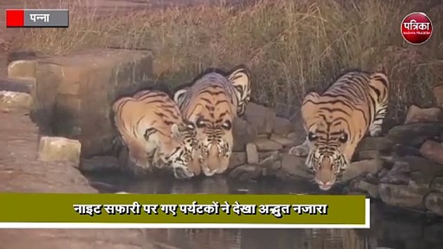 पन्ना टाइगर रिजर्व से सामने आई अद्भुत तस्वीरें
