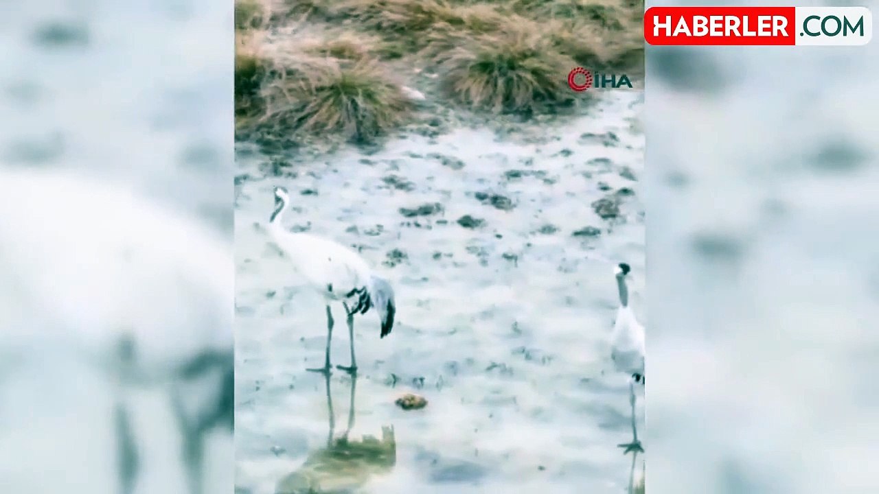 Erzincan'da Nesli Tükenme Tehlikesi Altındaki Allı Turnalar Görüntülendi