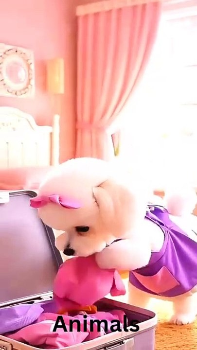 cat lovers, Funny cats, animals #funnycat