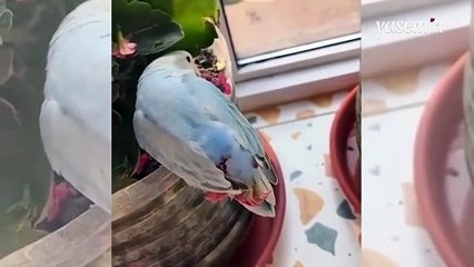 Bir muhabbet kuşunun kopardığı çiçeklerle kendisini süsleme anı