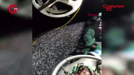 İzmirli balıkçılar, tonlarca kefal yavrusunu denize saldı