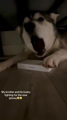 Husky Mistakes Its Owner's Phone for Toy and Keeps It With Him