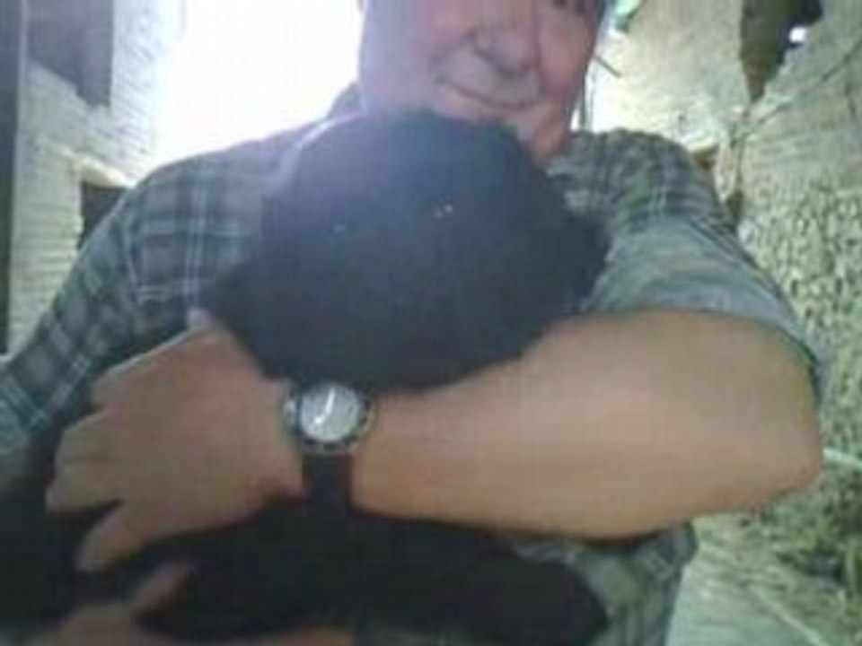 Petit chien 01