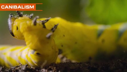 Caterpillars’ Dark Side⚠️- You Won’t Believe This❗❗❗