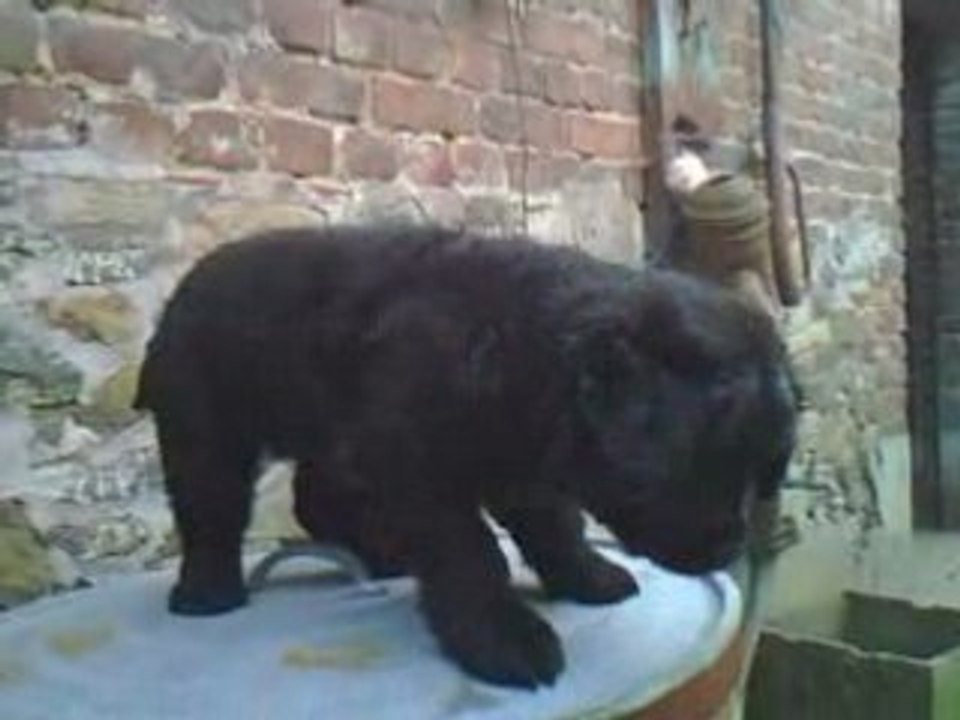 Petit chien 02