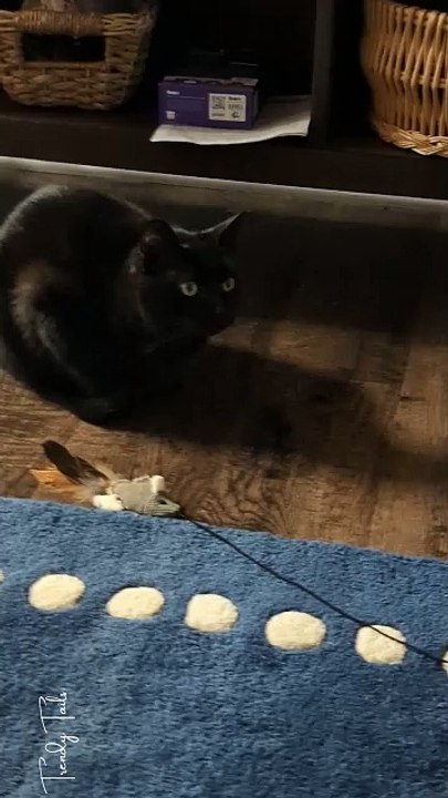 My cats head wobbles when tracking her toy sometimes
