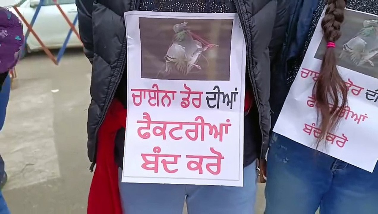 ਚਾਈਨਾ ਡੋਰ ਖਿਲਾਫ ਅੰਮ੍ਰਿਤਸਰ ਪੁਲਿਸ ਦਾ ਖਾਸ ਉਪਰਾਲਾ