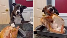 Hilarische video toont de meest gulzige honden ter wereld