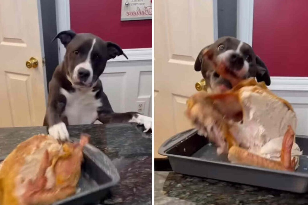 Hilarische video toont de meest gulzige honden ter wereld