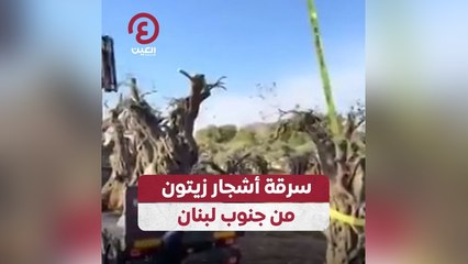 سرقة أشجار زيتون من جنوب لبنان