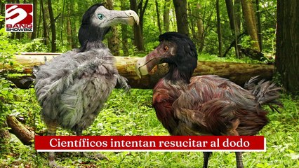 Científicos intentan resucitar al dodo