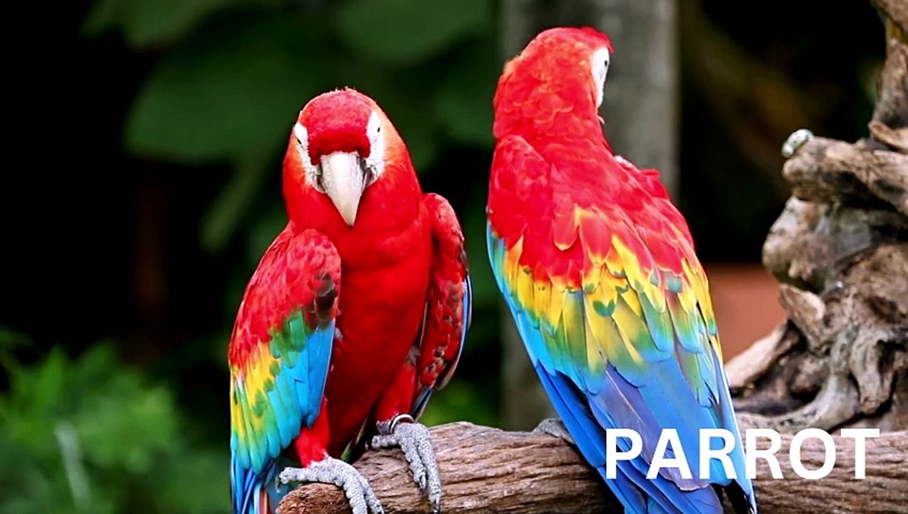 P for Parrot & Other