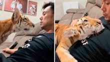 Schattige video laat zien dat tijgers gewoon grotere katten zijn