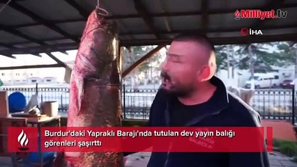 Burdur'da gölde tutulan dev yayın balığı görenleri şaşırttı