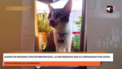 ALERTA EN MISIONES POR ESPOROTRICOSIS, LA ENFERMEDAD QUE ES CONTAGIADA POR GATOS
