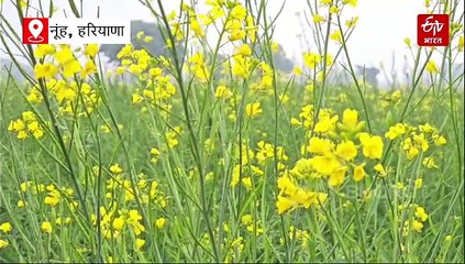 नूंह में 3 हजार हेक्टेयर भूमि पर सरसों की फसल, गुणवत्ता में अव्वल और उत्पादन में दूसरे स्थान पर जिला